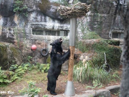 像樹又像鳥巢的神秘裝置？原來是黑熊「黑輪」的益智覓食遊樂場！